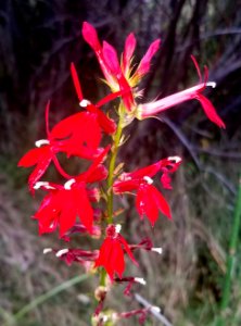 CARDINAL FLOWER (Lobelia cardinalis) (9-21-2019) garden canyon, huachuca mts, cochise co, az -01