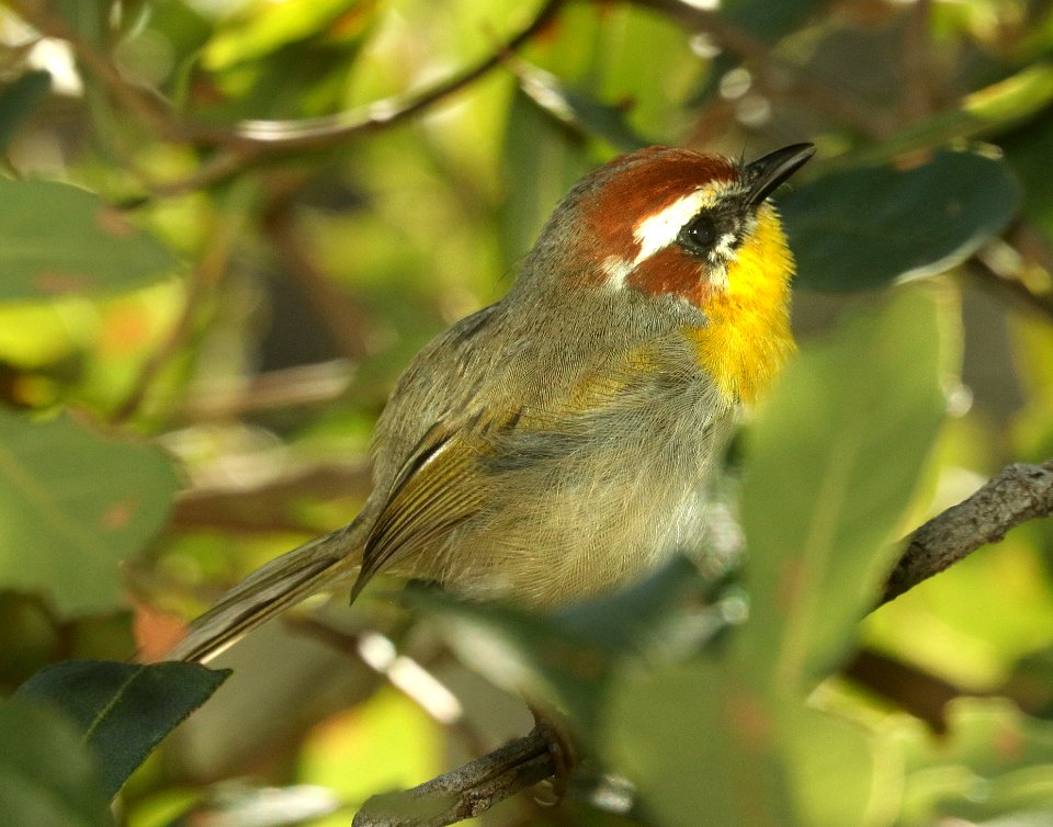 845 - RUFOUS-CAPPED WARBLER (9-28-2019) hunter canyon, huachuca mts, cochise co, az -02