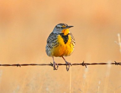932 - LILIAN'S EASTERN MEADOWLARK (12-4-2017) san rafael grasslands, santa cruz co, az -02