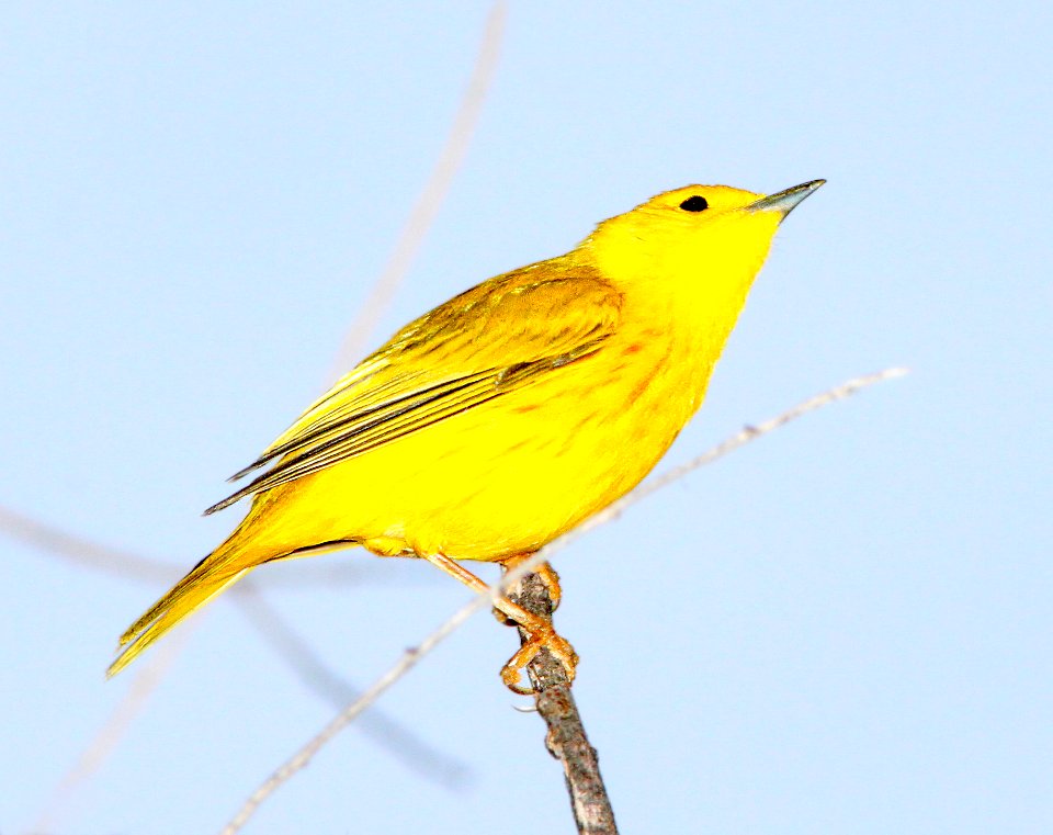 WARBLER, YELLOW (4-5-12) patagonia lake, scc, az -01