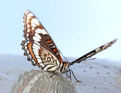 ADMIRAL, WEIDEMEYER'S (Liminitis weidemeyerii) (7-13-2015) near hannigan meadow, white mts, greenlee co, az (7)