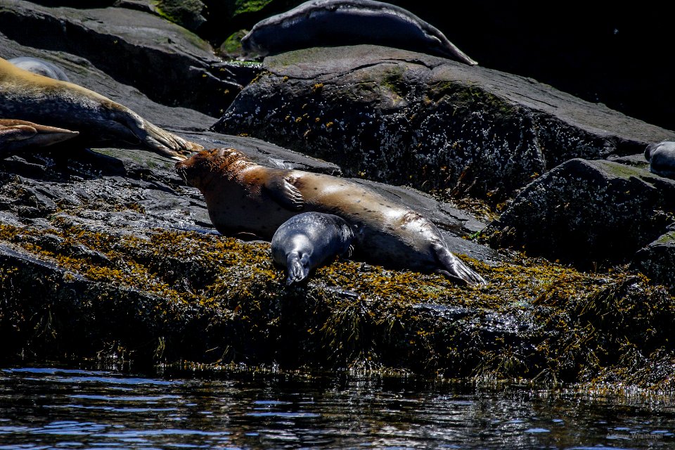 Harbor Seal