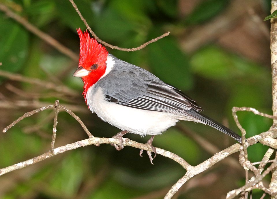 RED-CRESTED CARDINAL (4-24-2018) kokee state park, kauai co, hawaii -04