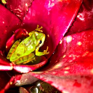 masked tree frog