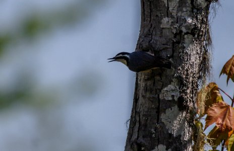 Red-breasted Nuthatch photo
