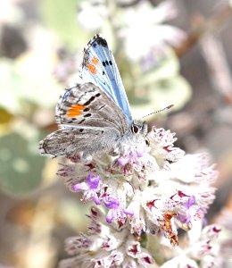 BLUE, SONORAN (Philotes sonorensis) (3-11-2018) plum cyn, anza borrego s p, san diego co, ca -04