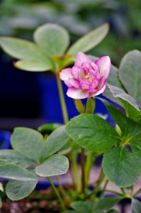 Helleborus Cotton Candy photo