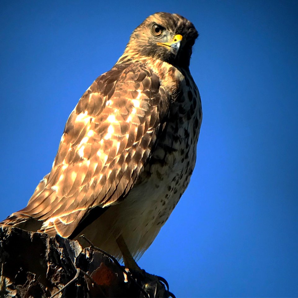 red-shouldered hawk