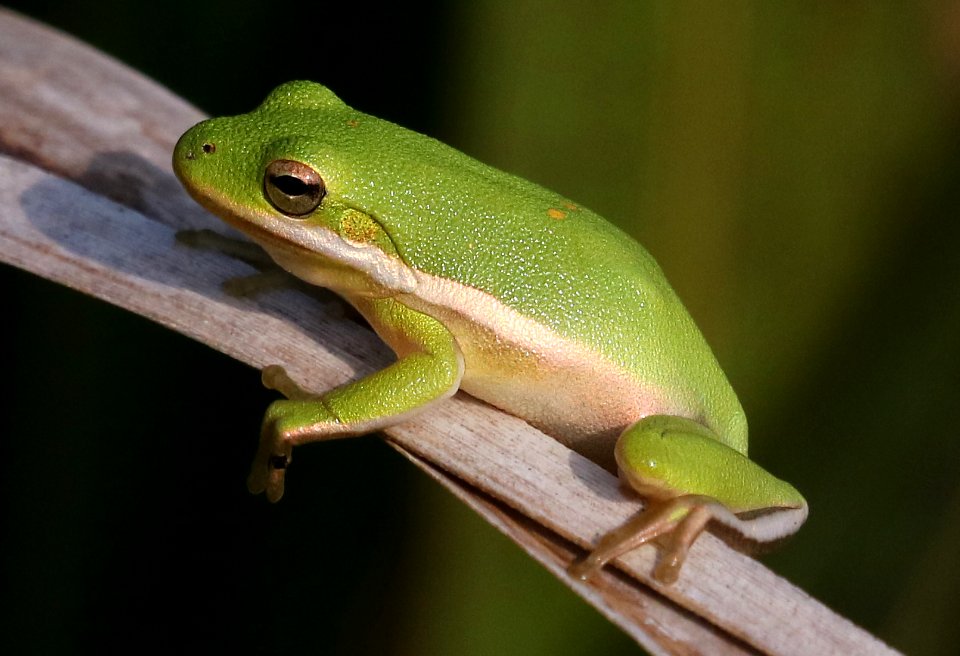 FROG, AMERICAN TREE (Hyla cinerea) (11-4-2016) thornwell, jefferson-davis parish, la -02