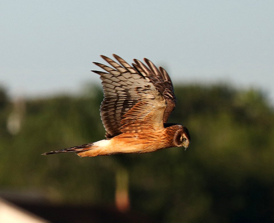 215  - NORTHERN HARRIER (10-26-2015) hargill playa, hidalgo co, tx