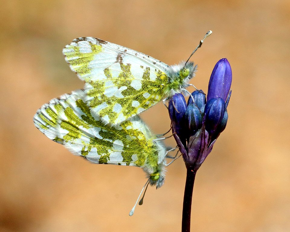MARBLE, CALIFORNIA (Euchloe hyantis) (3-24-2016) indian flats road, near warner, san diego co, ca -03