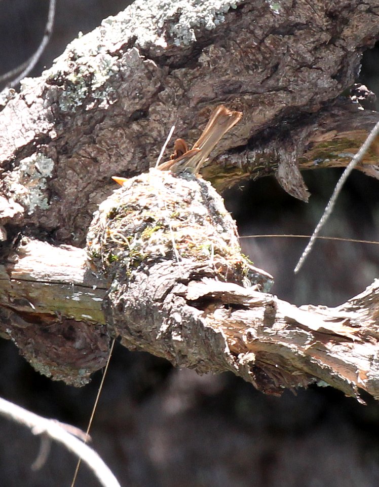 569 - TUFTED FLYCATCHER (6-18-2015) nest with female, ramsey canyon, cochise co, az -07