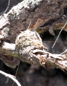569 - TUFTED FLYCATCHER (6-18-2015) nest with female, ramsey canyon, cochise co, az -07