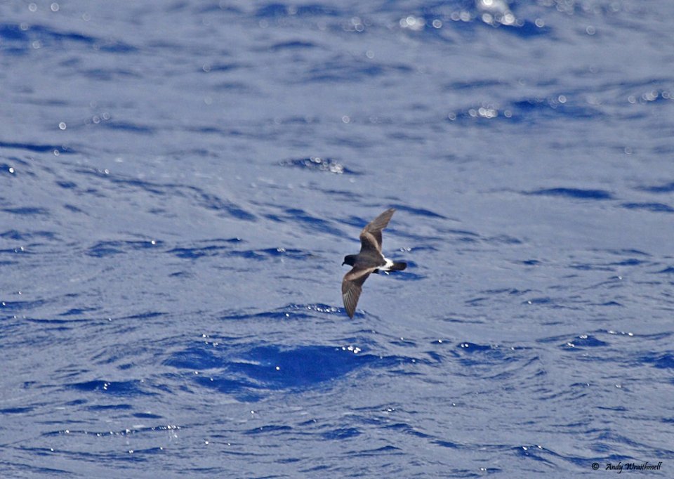 Band-rumped Storm-petrel