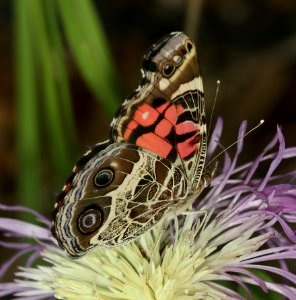 LADY, AMERICAN (Vanessa virginiensis) (9-3-2019) garden canyon, huachuca mts, cochise co, az -01
