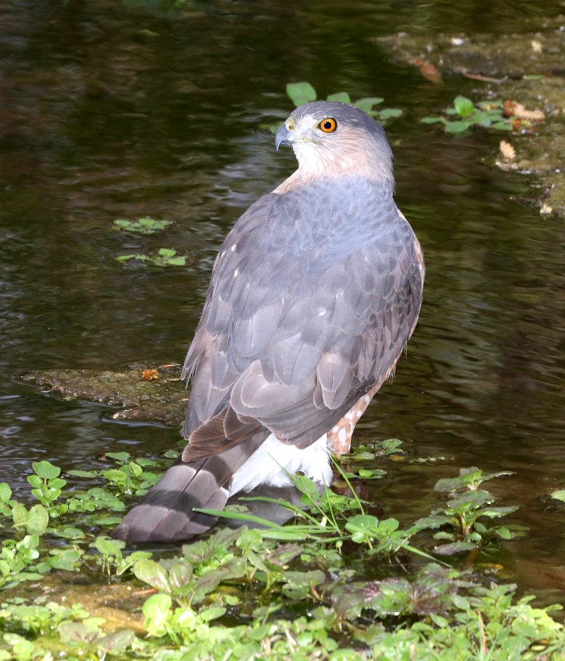 217 - COOPER'S HAWK (3-25-2018) patagonia lake, santa cruz co, az -03