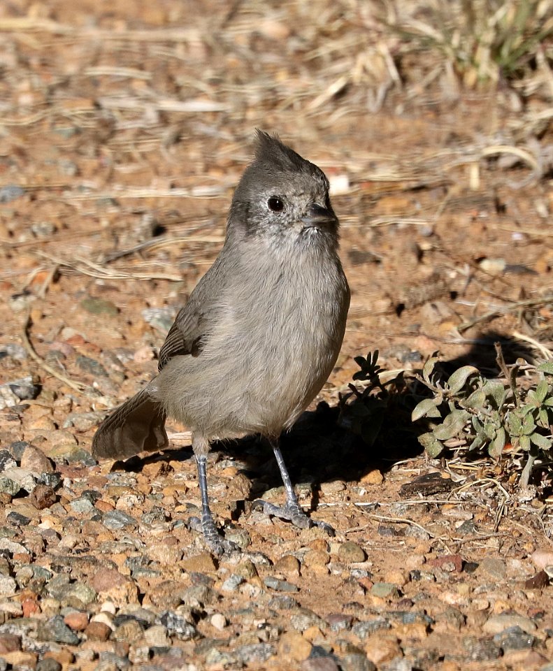 680 - JUNIPER TITMOUSE (10--18-2017) mcfee rec area, montezuma co, co -01