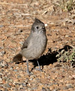 680 - JUNIPER TITMOUSE (10--18-2017) mcfee rec area, montezuma co, co -01