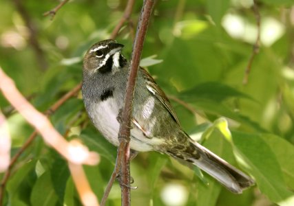 879 - FIVE-STRIPED SPARROW (5-24-2019) box canyon, santa rita mts, pima co, az -06