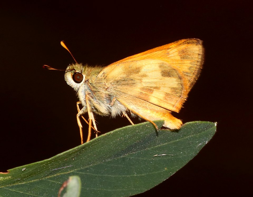 SKIPPER, TAXILES (Lon taxiles) (7-7-2020) 7150 ft, at a creek 0.4 miles down comfort springs trail from ramsey cayn vista c g, cochise co, az -03
