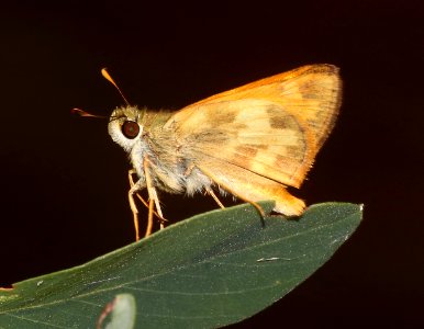 SKIPPER, TAXILES (Lon taxiles) (7-7-2020) 7150 ft, at a creek 0.4 miles down comfort springs trail from ramsey cayn vista c g, cochise co, az -03