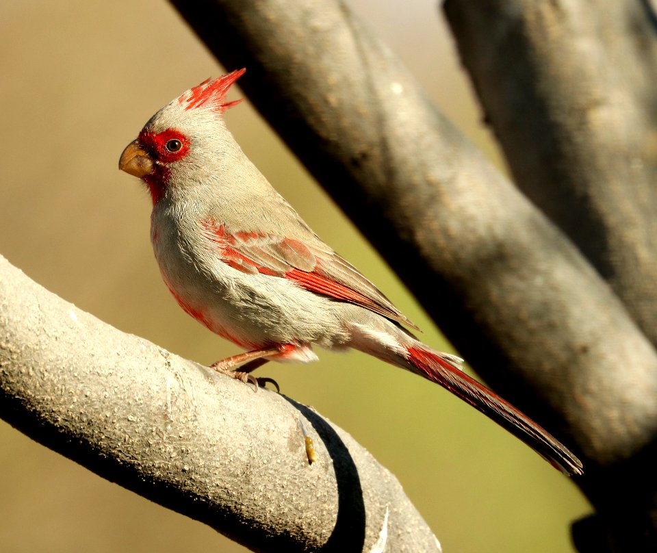 917 - PYRRHULOXIA (2-16-2019) hereford, az -04