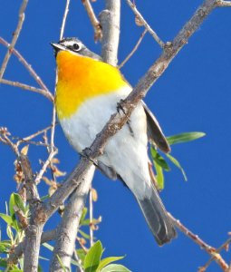 852 - YELLOW-BREASTED CHAT (5-8-2016) patagonia lake, santa cruz co, az -02
