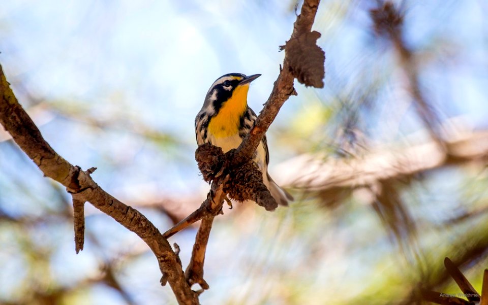 Yellow-throated Warbler