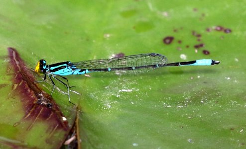 CARRIBEAN YELLOWFACE (Neoerythromma cultellatum) (11-9-2016) the butterfly center, mission, hidalgo co, tx -03