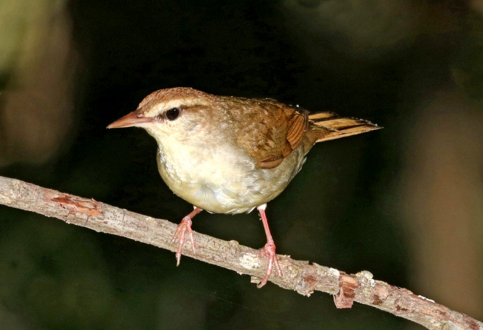 805 - SWAINSON'S WARBLER (6-4-2017) railroad ditch road, great dismal swamp nwr, virginia -04
