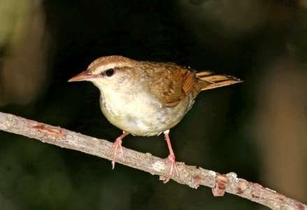 805 - SWAINSON'S WARBLER (6-4-2017) railroad ditch road, great dismal swamp nwr, virginia -04