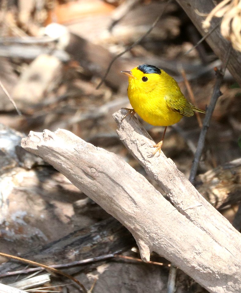848 - WILSON'S WARBLER (2-25-2018) patagonia lake, santa cruz co, az -01