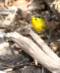 848 - WILSON'S WARBLER (2-25-2018) patagonia lake, santa cruz co, az -01