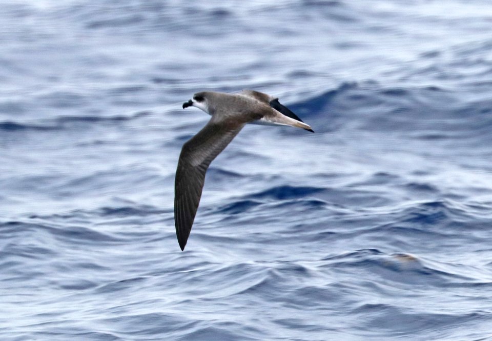 120 - FEA'S PETREL (5-31-2017) off hatteras, dare co, nc (3)