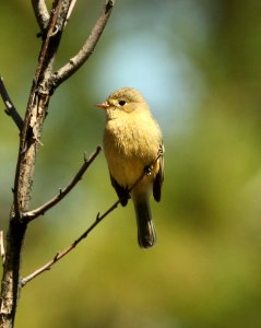 585 - BUFF-BREASTED FLYCATCHER (5-16-2019) reef townsite campground, huachuca mts, cochise co, az -01