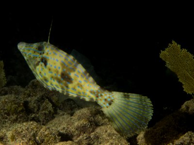 Scrawled File Fish-1