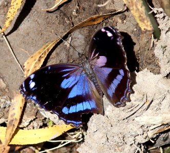 BLACKENED BLUEWING (Myscelia cyananthe) (11-30-2014) patagonia lake state park, santa cruz co, az -03