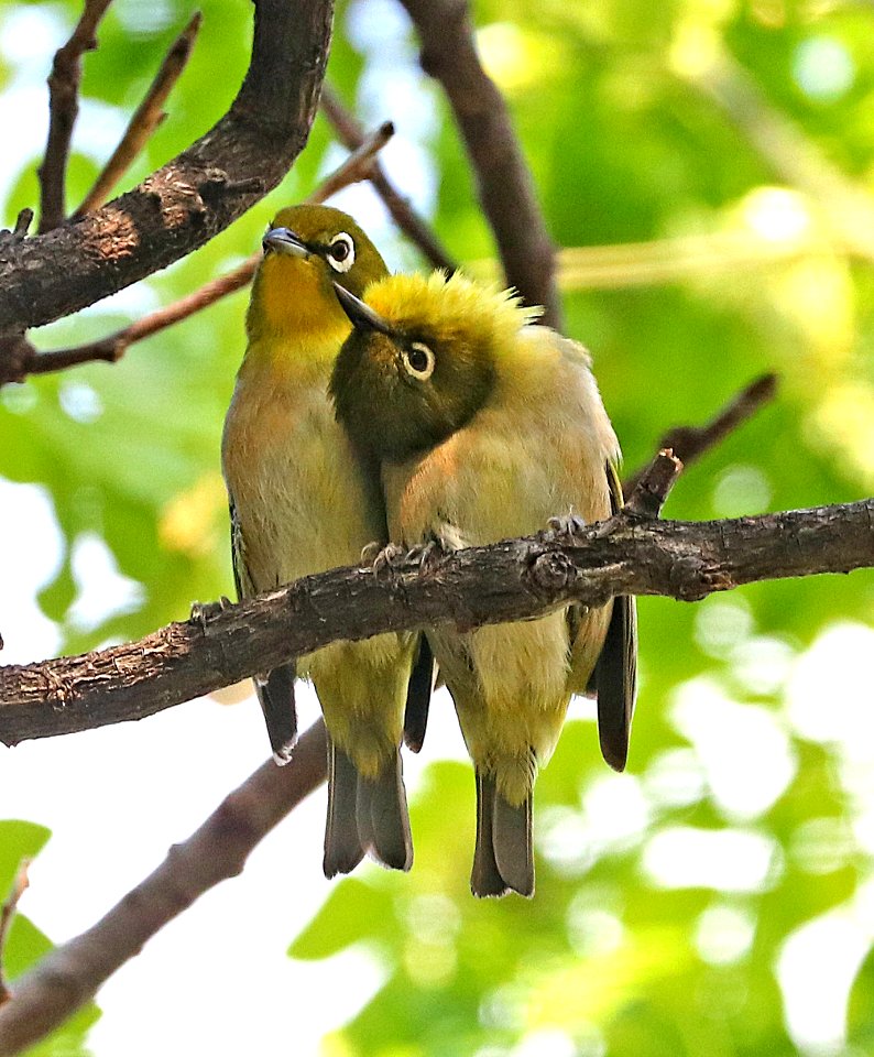 JAPANESE WHITE-EYE (5-9-2018) hale koa hotel, honolulu, oahu co, hawaii -02