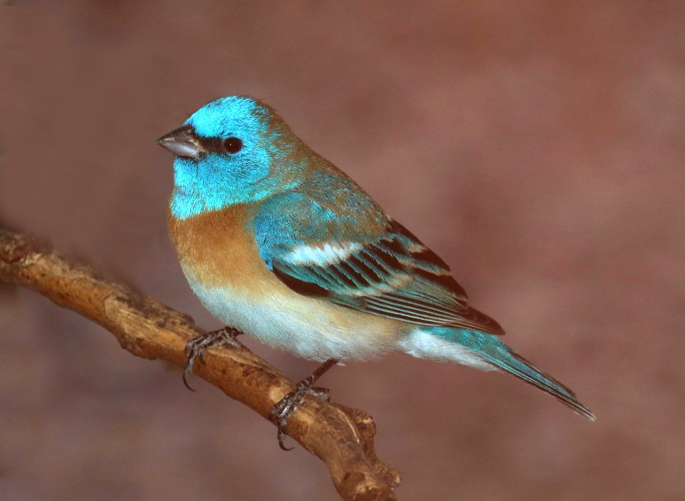 923 - LAZULI BUNTING (4-17-2021) yard, hereford, cochise co, az -01