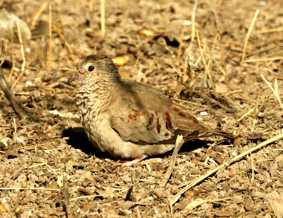436 - COMMON GROUND-DOVE (3-3-2019) san pedro house, cochise co, az -01