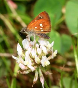 SKIPPERLING, FOUR-SPOTTED (Piruna polingii) (7-13-2020) 7 miles west of eagar along rte 4124 just before river crossing, apache co, az -03