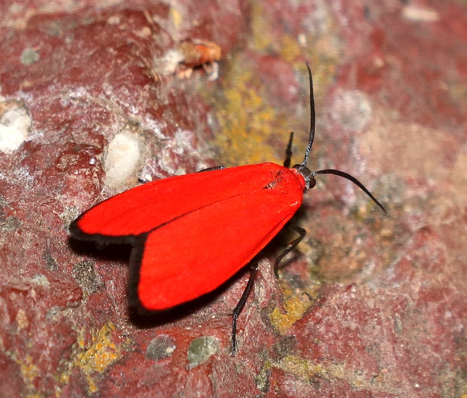 MOTH (Lycomorpha fulgens) (5-28-2020) comfort springs, carr canyon road, huachuca mts, cochise co, az -01 copy