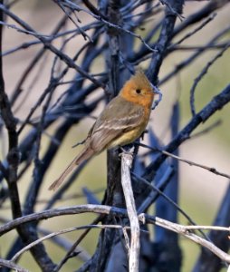 569 - TUFTED FLYCATCHER (4-19-2017) reef campground, huachuca mts, cochise co, az (11)