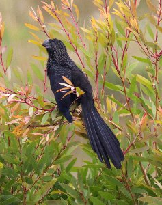 447 - SMOOTH-BILLED ANI (2-1-2016) loxahatchee nwr, palm beach co, fl -01