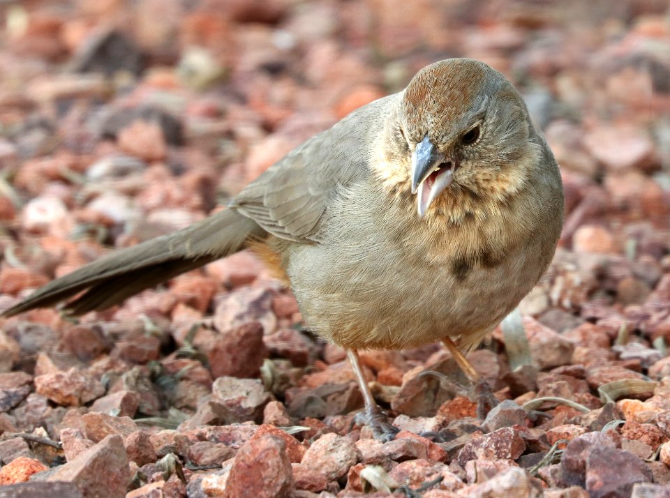 863 - CANYON TOWHEE (2-16-2019) hereford, az -01