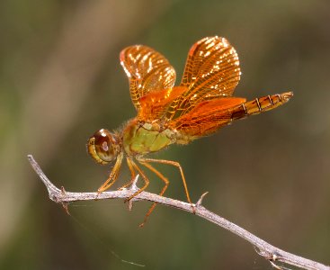 AMBERWING, MEXICAN (Perithemis intensa) (9-27-2020) pesqueira pit, santa cruz co, az -05 male