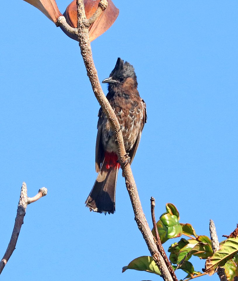RED-VENTED BULBUL (8-27-2017) keehi beach park, honolulu, oahu, hawaii -05