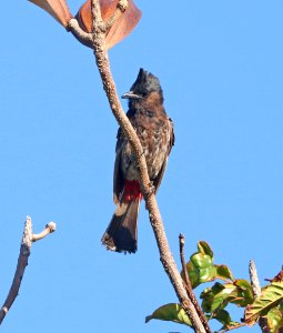RED-VENTED BULBUL (8-27-2017) keehi beach park, honolulu, oahu, hawaii -05