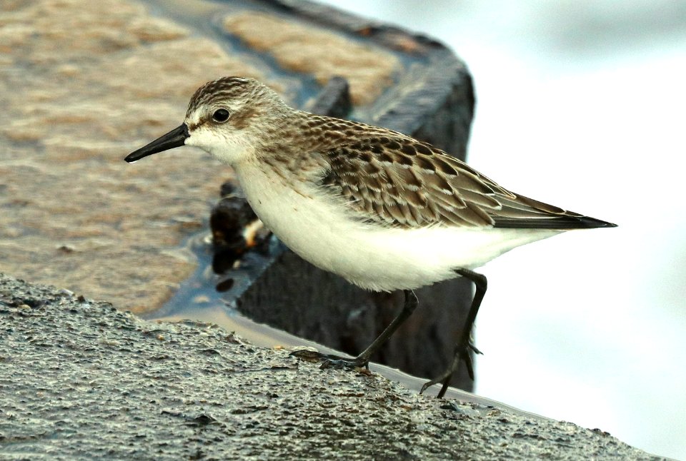 311 - SEMIPALMATED SANDPIPER (9-29-2018) wells, york co, maine -11