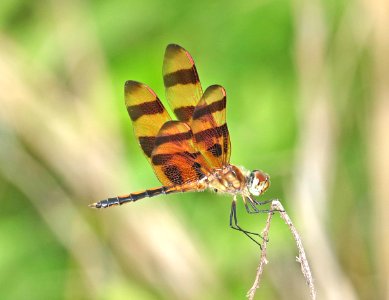 PENNANT, HALLOWEEN (Celithemis eponina) (6-16-2017) penny's bend, durham co, nc (4)